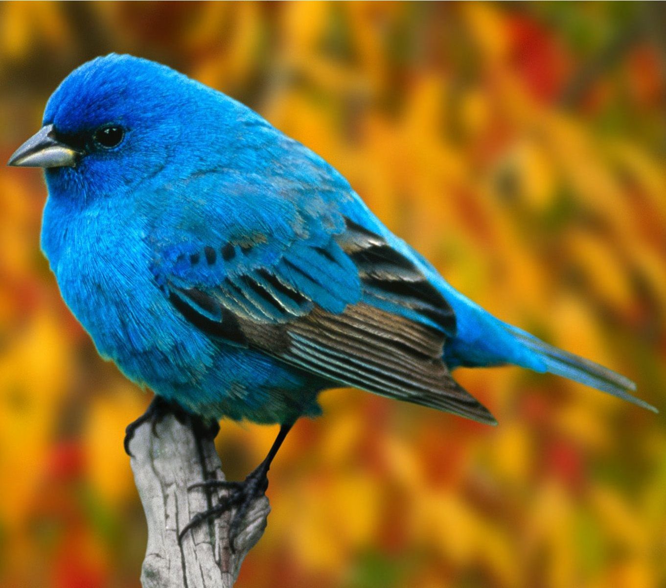 Blauwe vogel | Beautiful bird wallpaper, Beautiful birds, Bird pictures - Bruine Vogel Met Blauwe Vleugel
