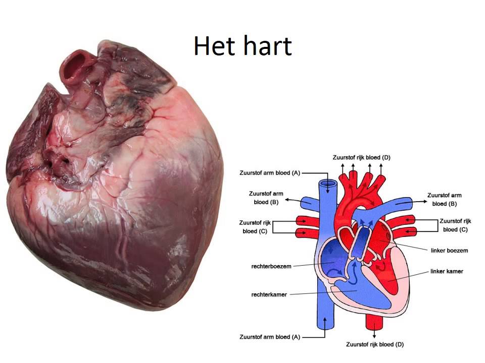 Bloed en bloedsomloop - YouTube - Hoeveel Longkwabben Heeft Een Mens