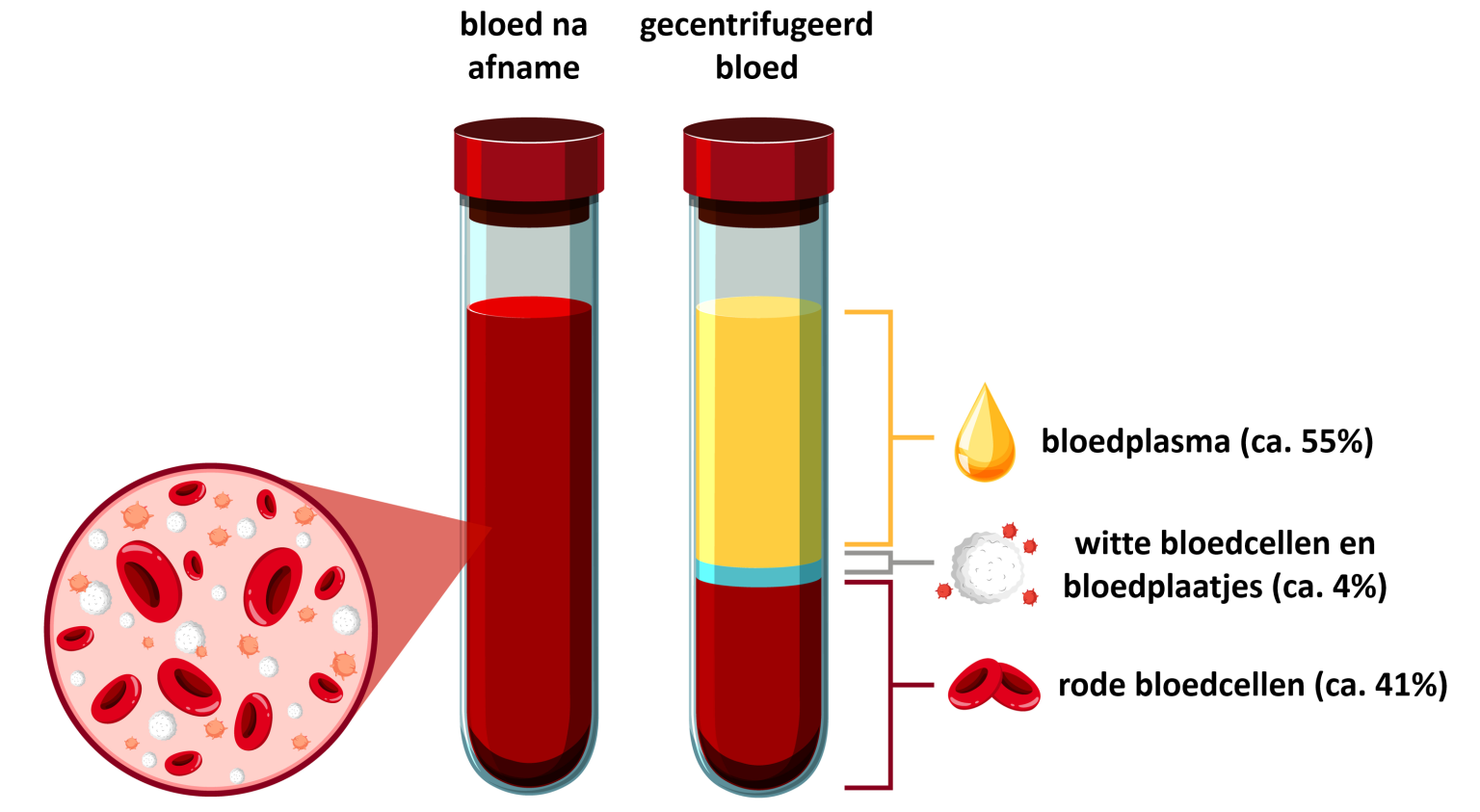 Bloed - Waar bestaat ’t uit? Welke functie heeft ’t? - Simpto.nl - Uit Welke Drie Bestanddelen Bestaat Bloedplasma