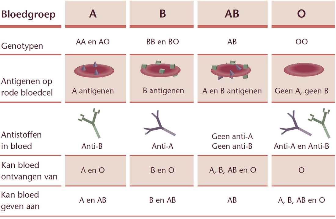 Bloedgroepen | Anoukilsebiologie.jouwweb.nl - Wat Is De Meest Voorkomende Bloedgroep In Nederland