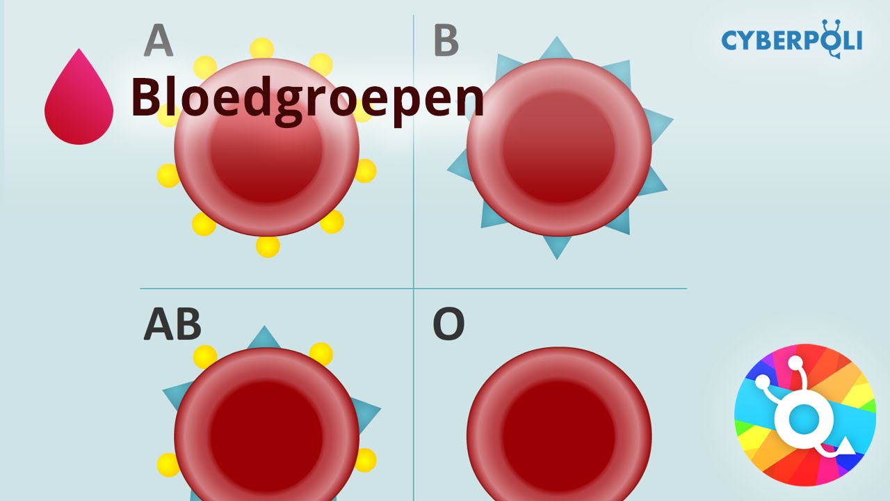 Bloedgroepen - Bloed - YouTube - Welke Bloedgroep Kan Aan Iedereen Geven