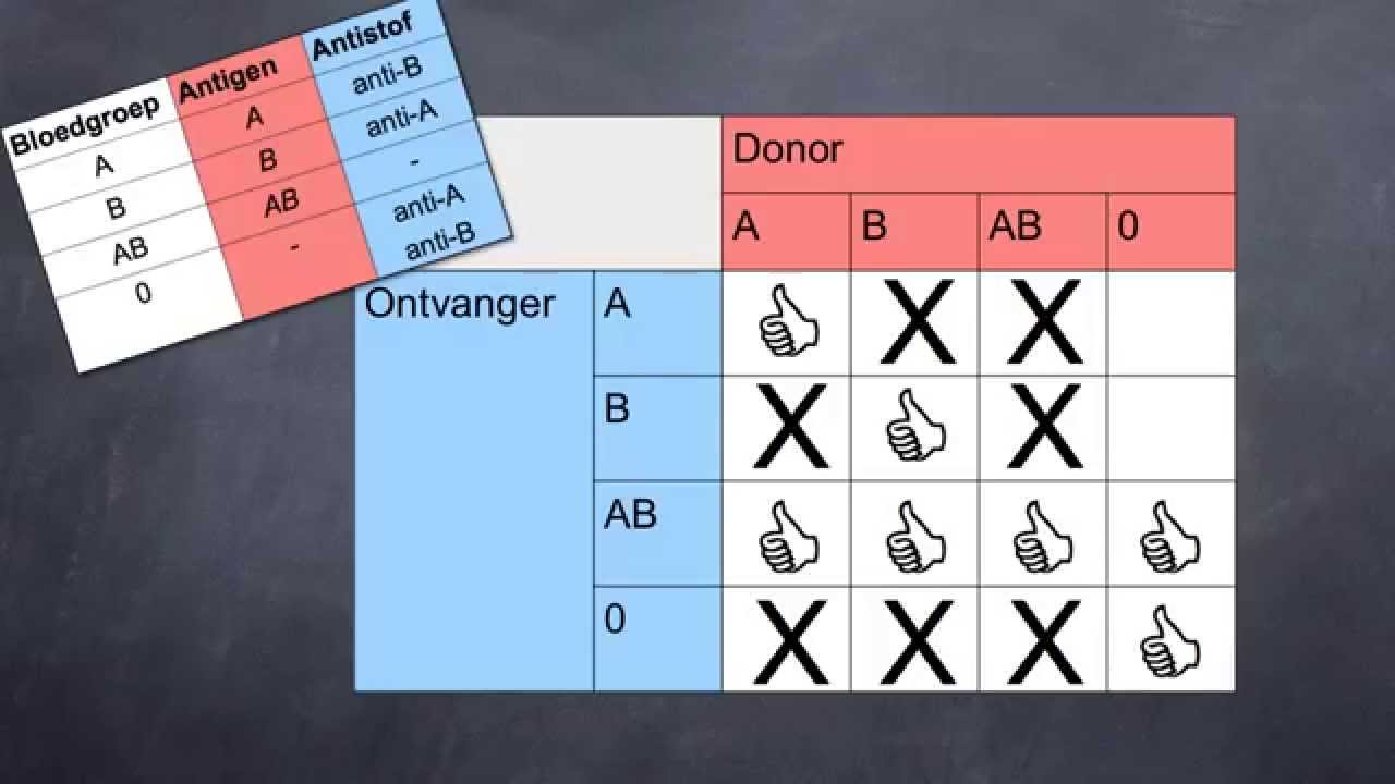 Welke Bloedgroep Kan Aan Iedereen Geven