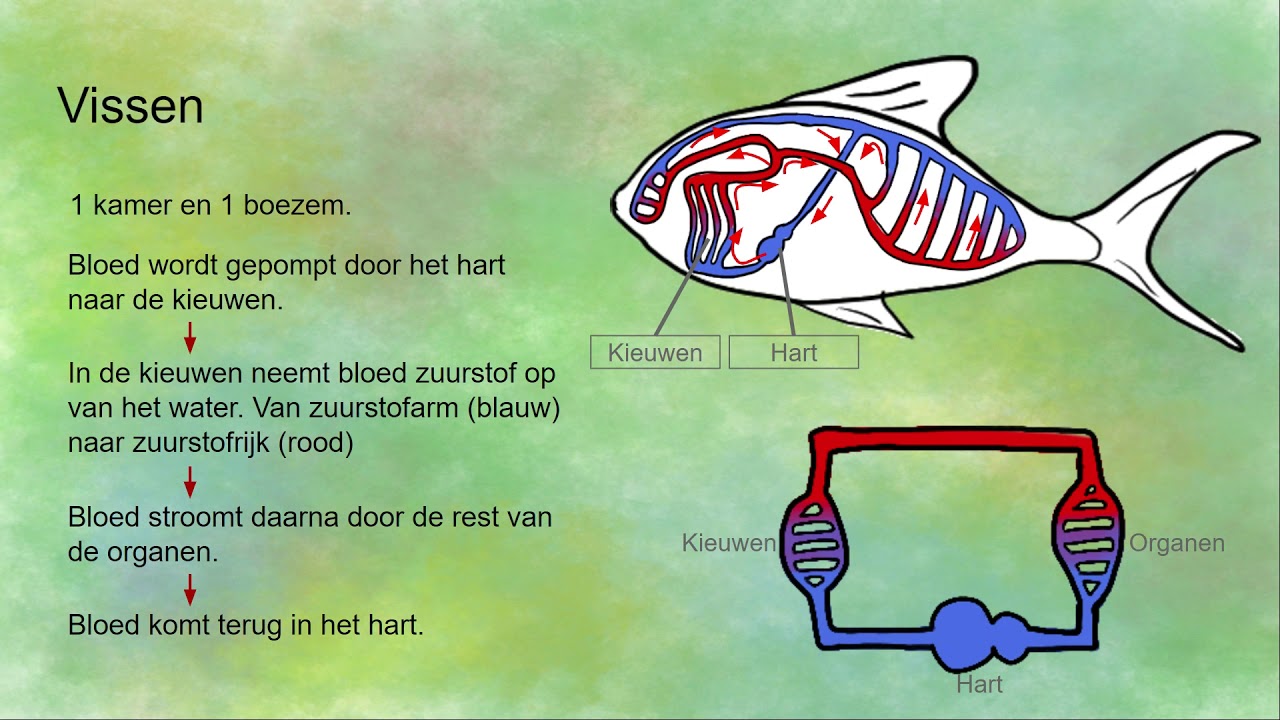 Bloedsomloop bij insecten en vissen - open en gesloten bloedsomloop - Heeft Een Vis Een Dubbele Bloedsomloop
