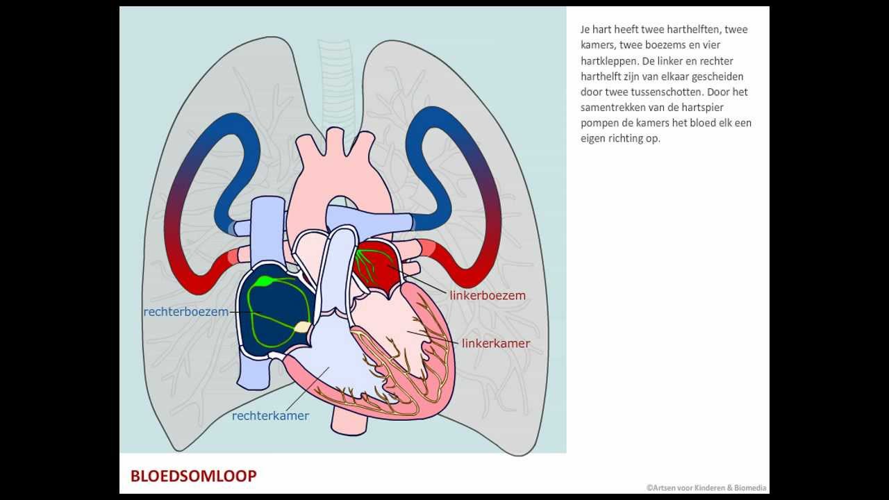 Bloedsomloop - Bloed - YouTube - Welke Functies Heeft De Grote Bloedsomloop