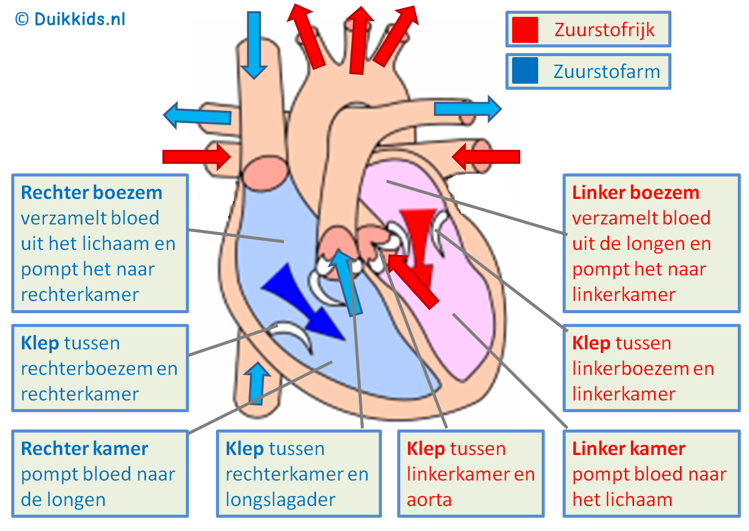 Bloedsomloop Menselijk Lichaam Het Menselijk Lichaam Bloedsomloop - Wat Is De Functie Van De Kleine Bloedsomloop