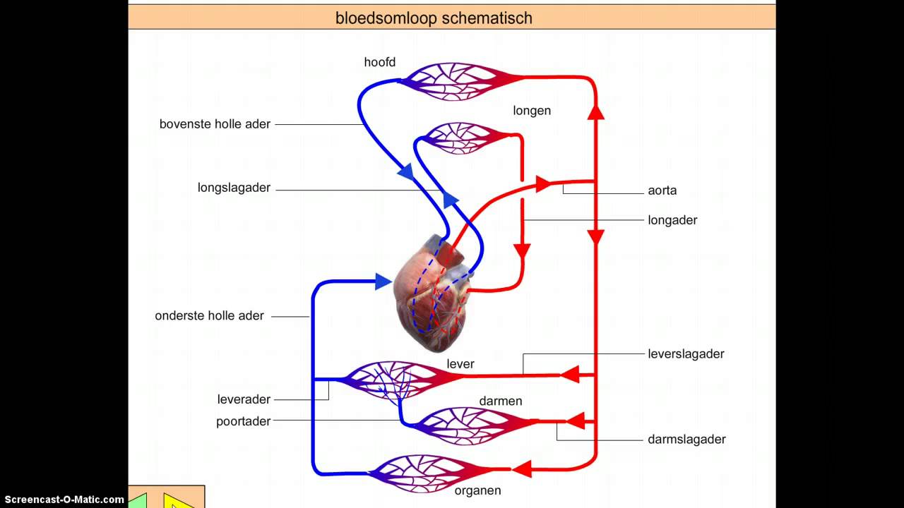 Hoe Loopt De Kleine Bloedsomloop