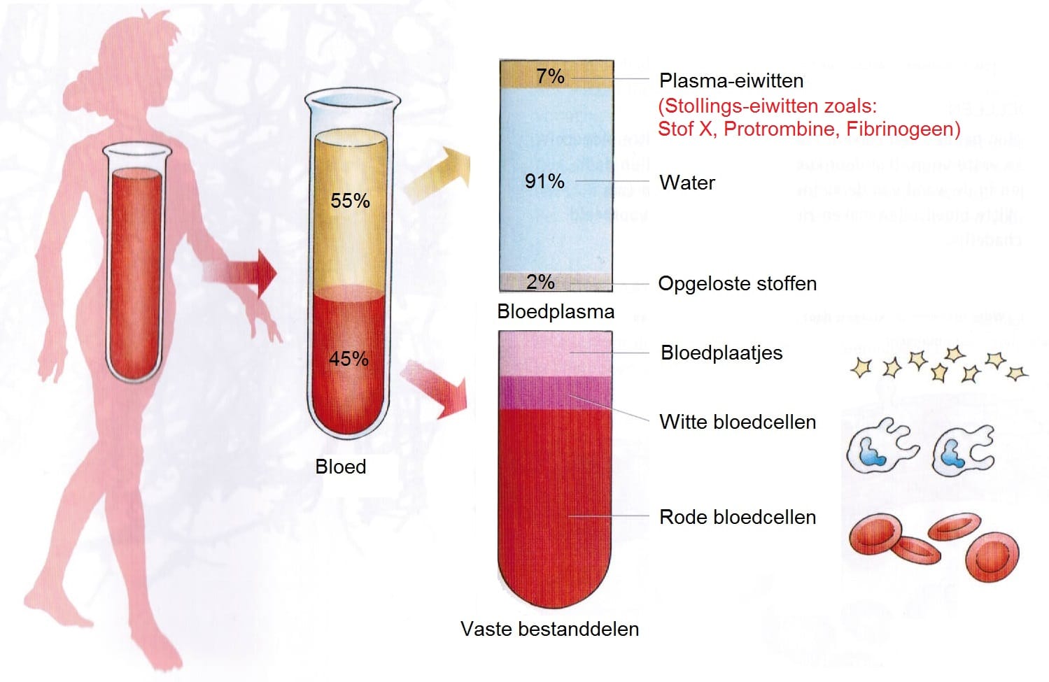 Bloedstolling. - Biologielessen.nl - Welk Eiwit In Bloedplasma Is Nodig Voor Bloedstolling