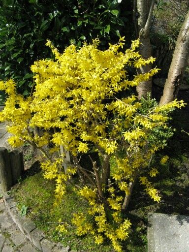 Bloeiende Forsythia, een lust voor het oog - Welke Kleur Heeft Een Bloeiende Forsythia