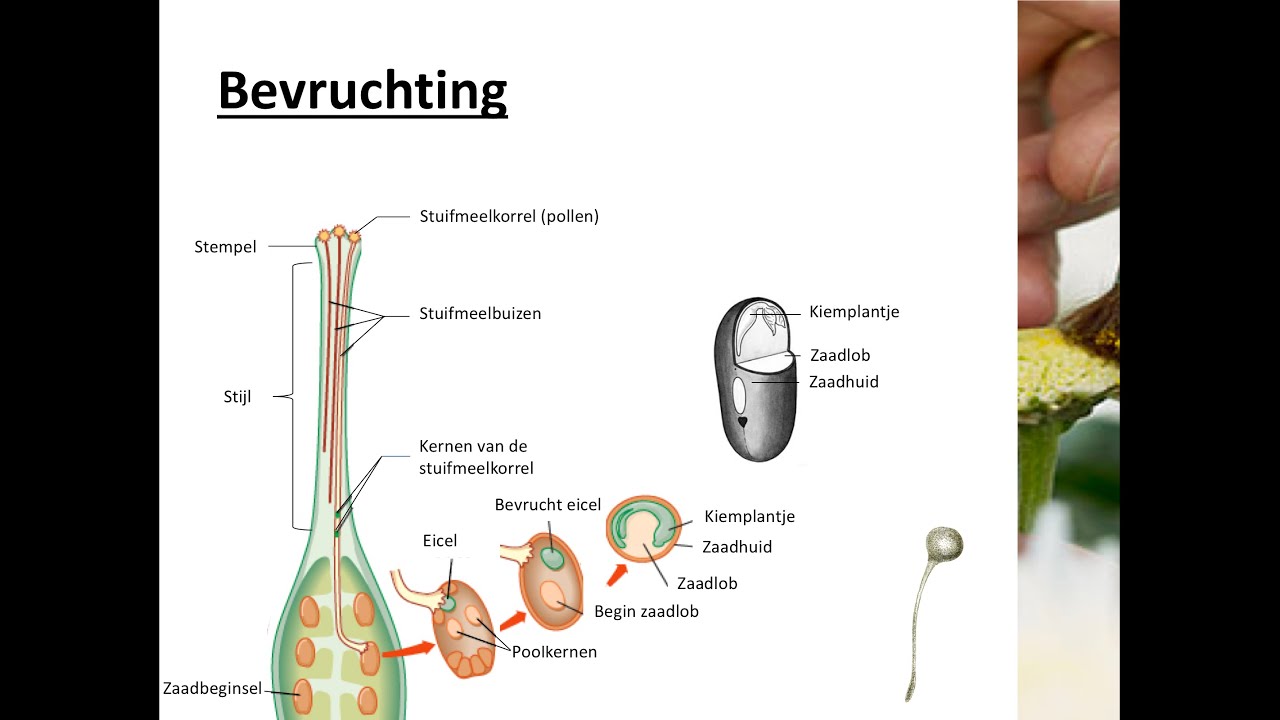Bloemen, vruchten en zaden - Bevruchting - YouTube - Hoe Heten De Vruchten Van Een Bonenplant