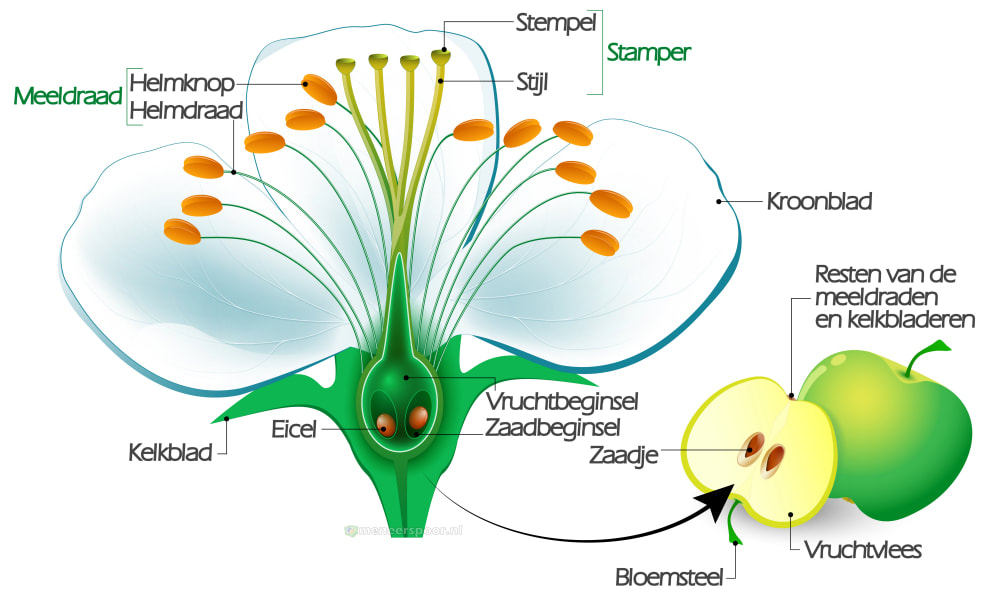 Bloemen, vruchten en zaden - Biologie van Meneer Spoor - Hoe Heten De Mannelijke En Vrouwelijke Geslachtscellen Van Een Plant