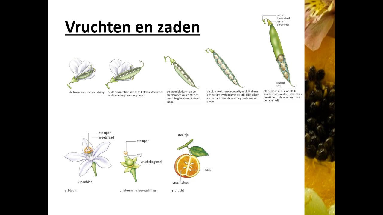 Bloemen, vruchten en zaden - Vruchten en zaden - YouTube - Rode Vrucht Met Kleine Pitjes