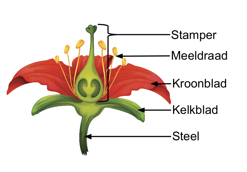 Bloemen | WRTS - Welk Deel Van Een Bloem Brengt Het Stuifmeel Voort
