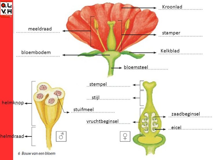 bloemonderdelen | Plantkunde, Biologieles, Planten - Welk Onderdeel Van Een Bloem Brengt Stuifmeel Voort