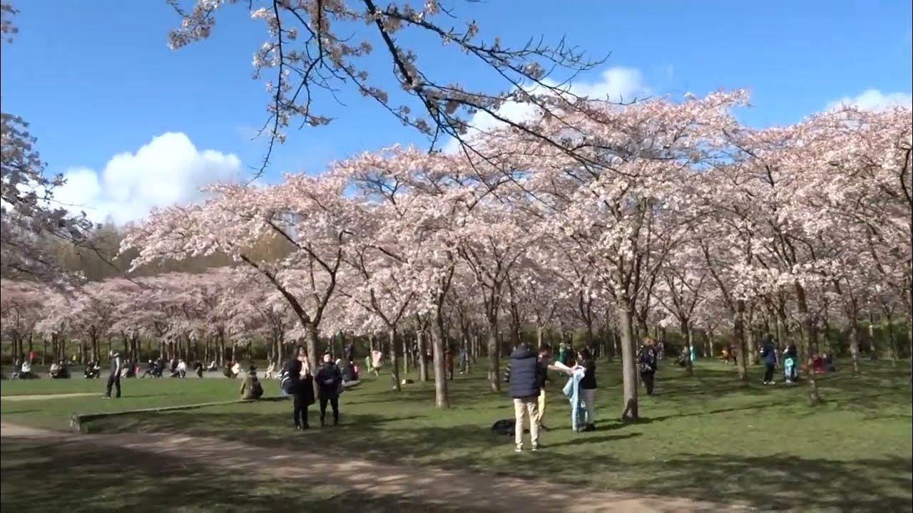 Bloeien Kersenbomen In Japan Alleen In April