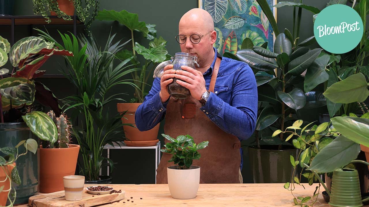 Hoe Verdedigd Een Koffieplant Zich