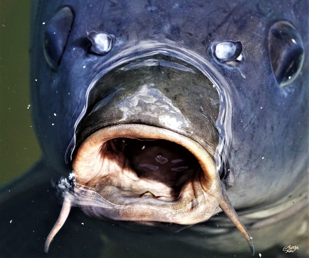 Blub, blub, schönes Wochenende! Blub, blub. Foto & Bild | wasser - Blub Ik Ben Een Vis Film