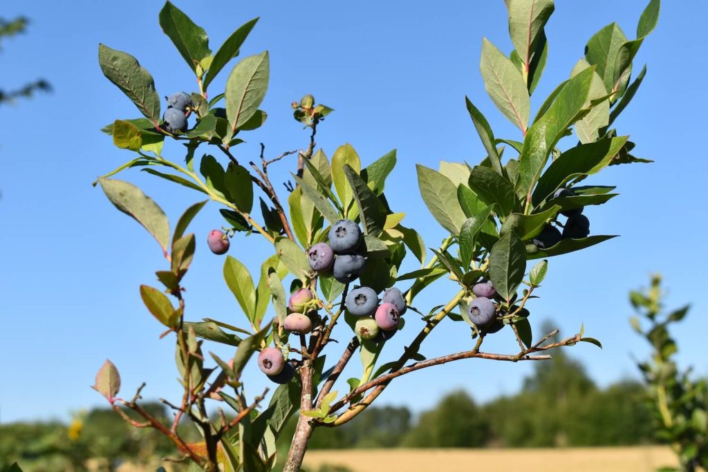 Struik Met Blauwe Bessen Giftig