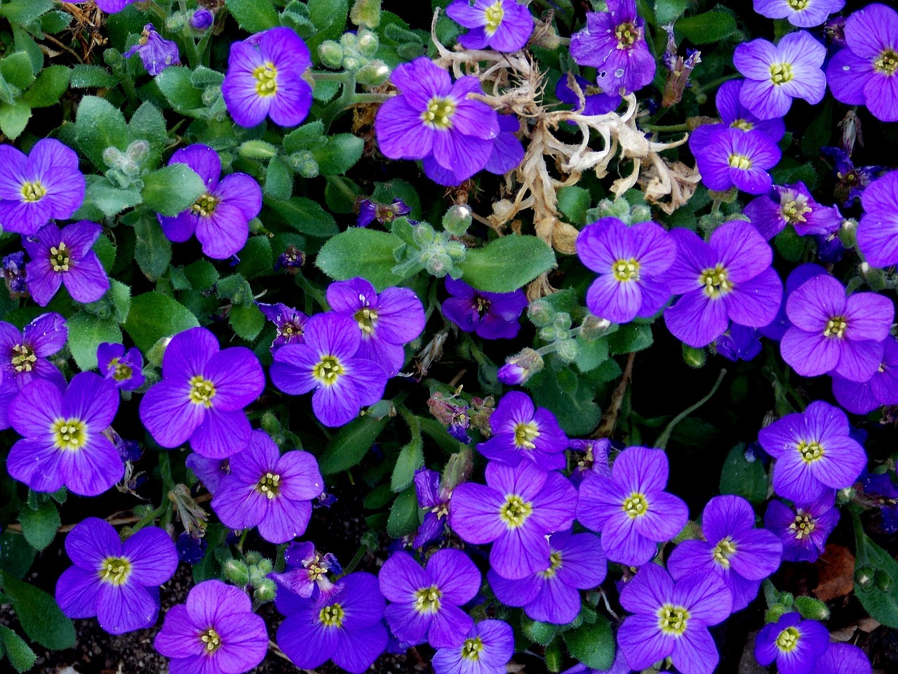 Bodembedekker Blauwe Kussen · Gratis foto op Pixabay - Hoog Onkruid Met Paarse Bloemen