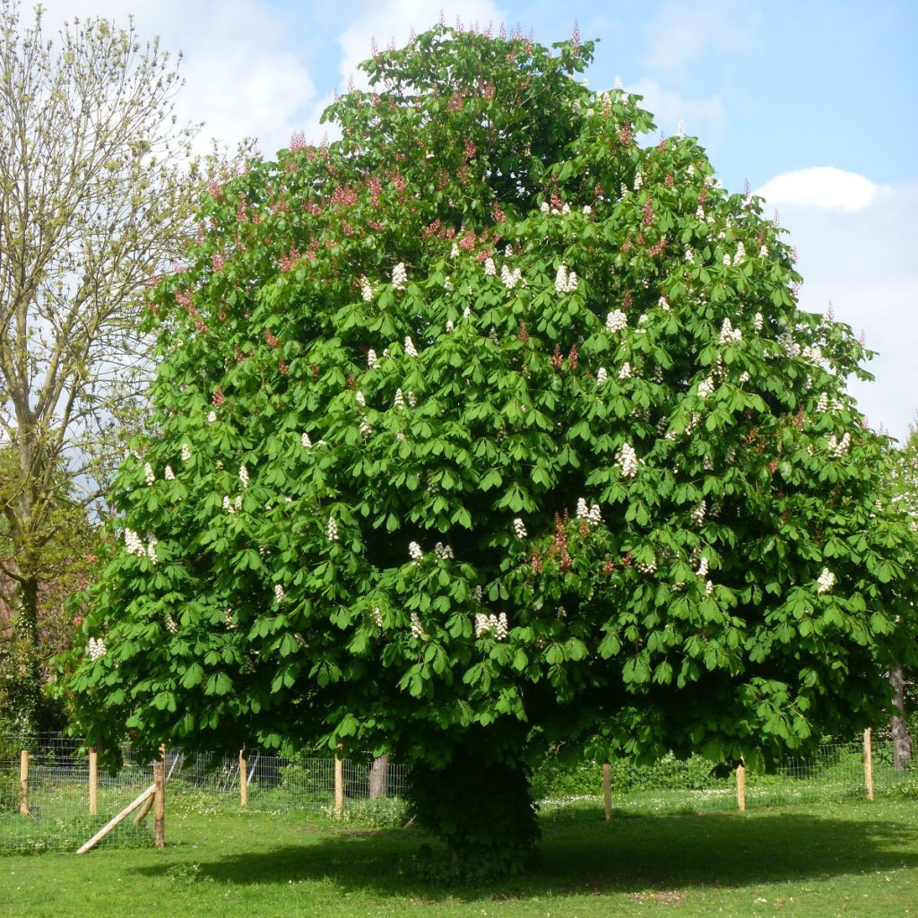Bomen Met Rode Bladeren In De Herfst