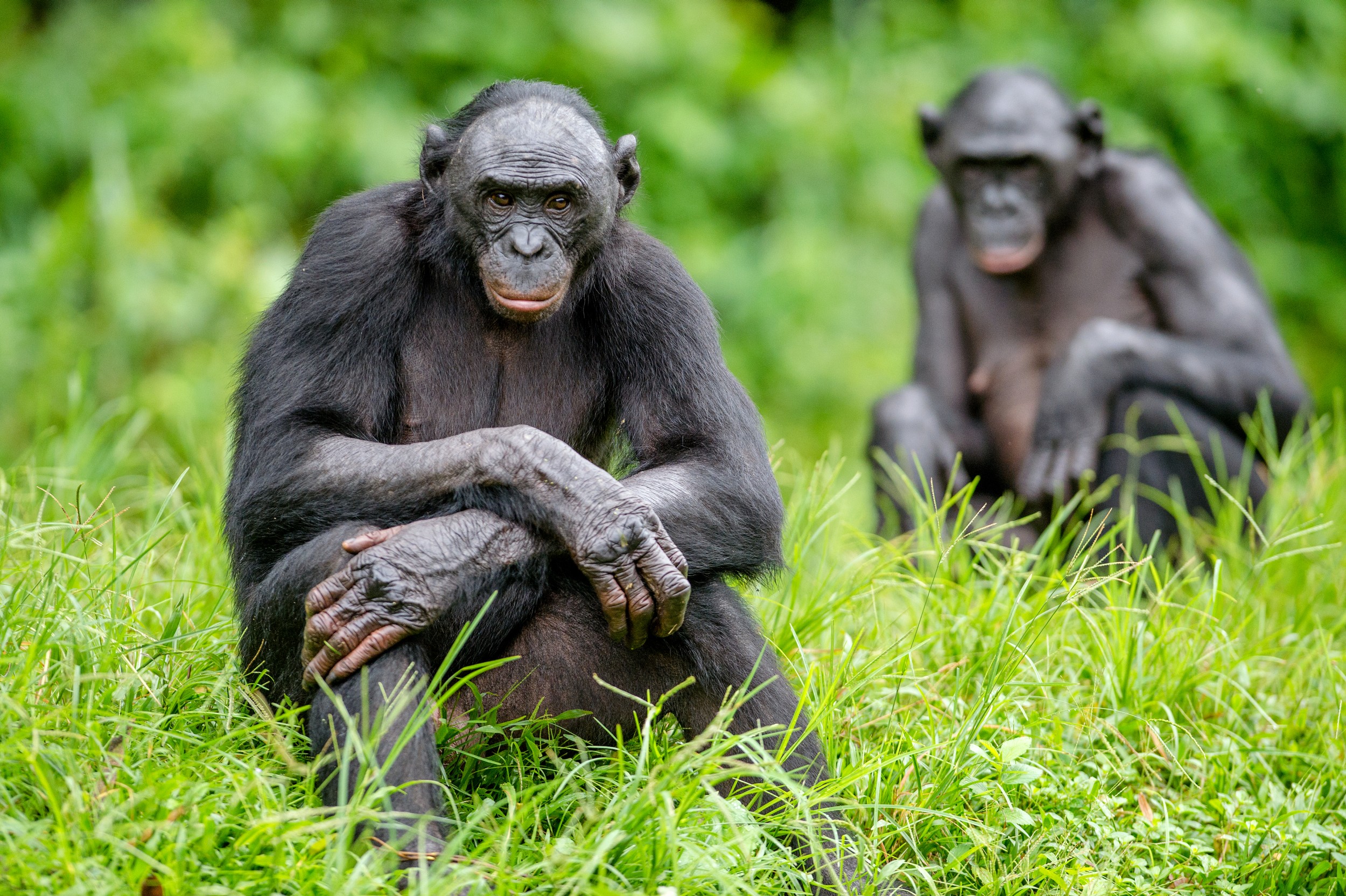 Bonobo (Pan paniscus) - Chimpanzé-pigmeu - Biologia - InfoEscola - Hoe Groot Is Een Bonobo