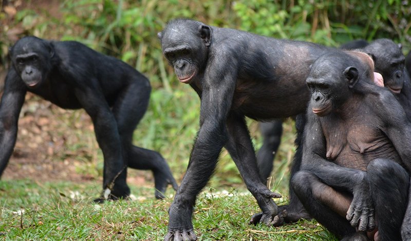 Bonobo | The Animal Facts | Appearance, Habitat, Diet, Behavior - Hoe Groot Is Een Bonobo