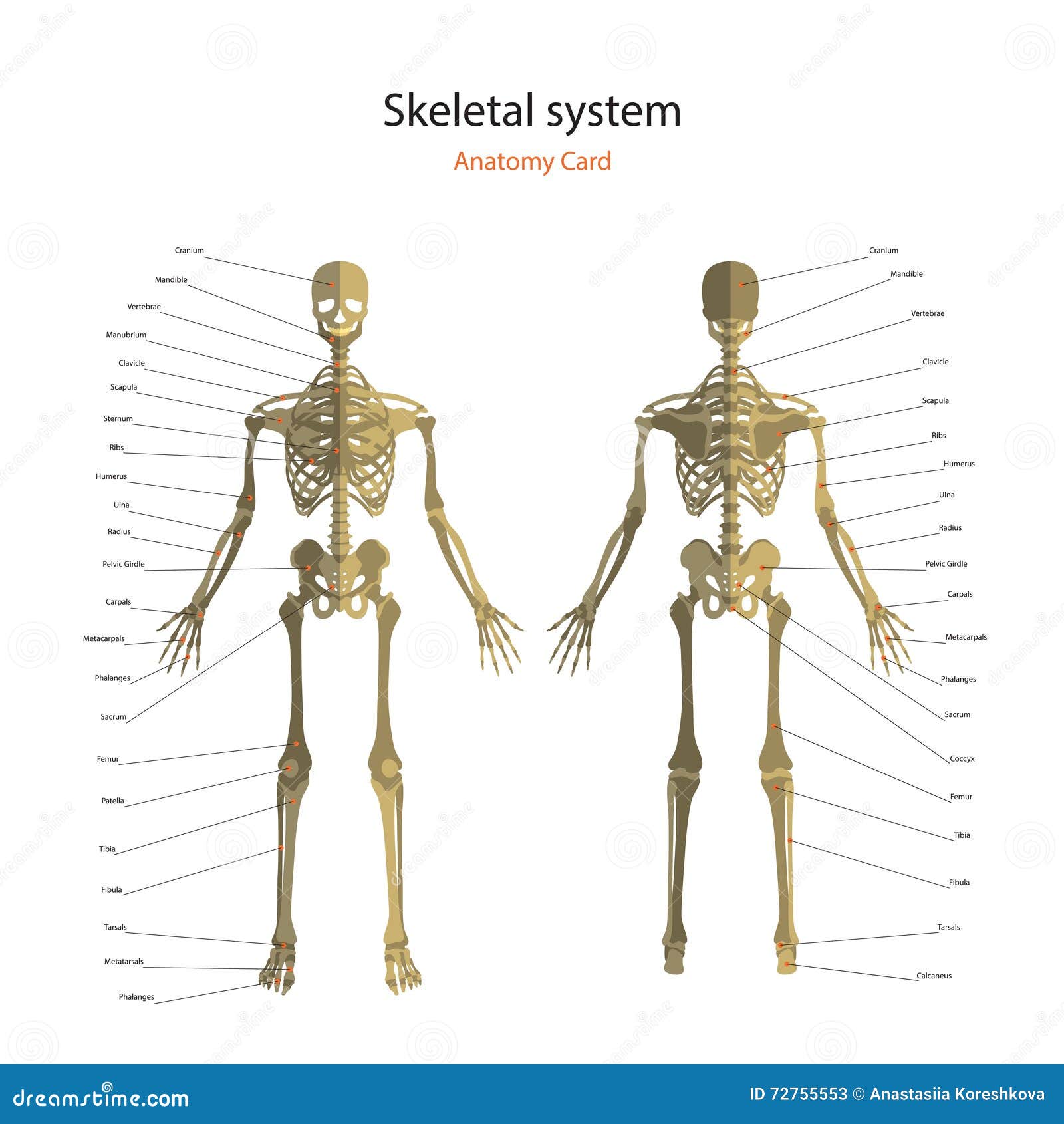 Bony Cartoons, Illustrations & Vector Stock Images - 3569 Pictures to - Skelet Mens Achterkant Met Namen