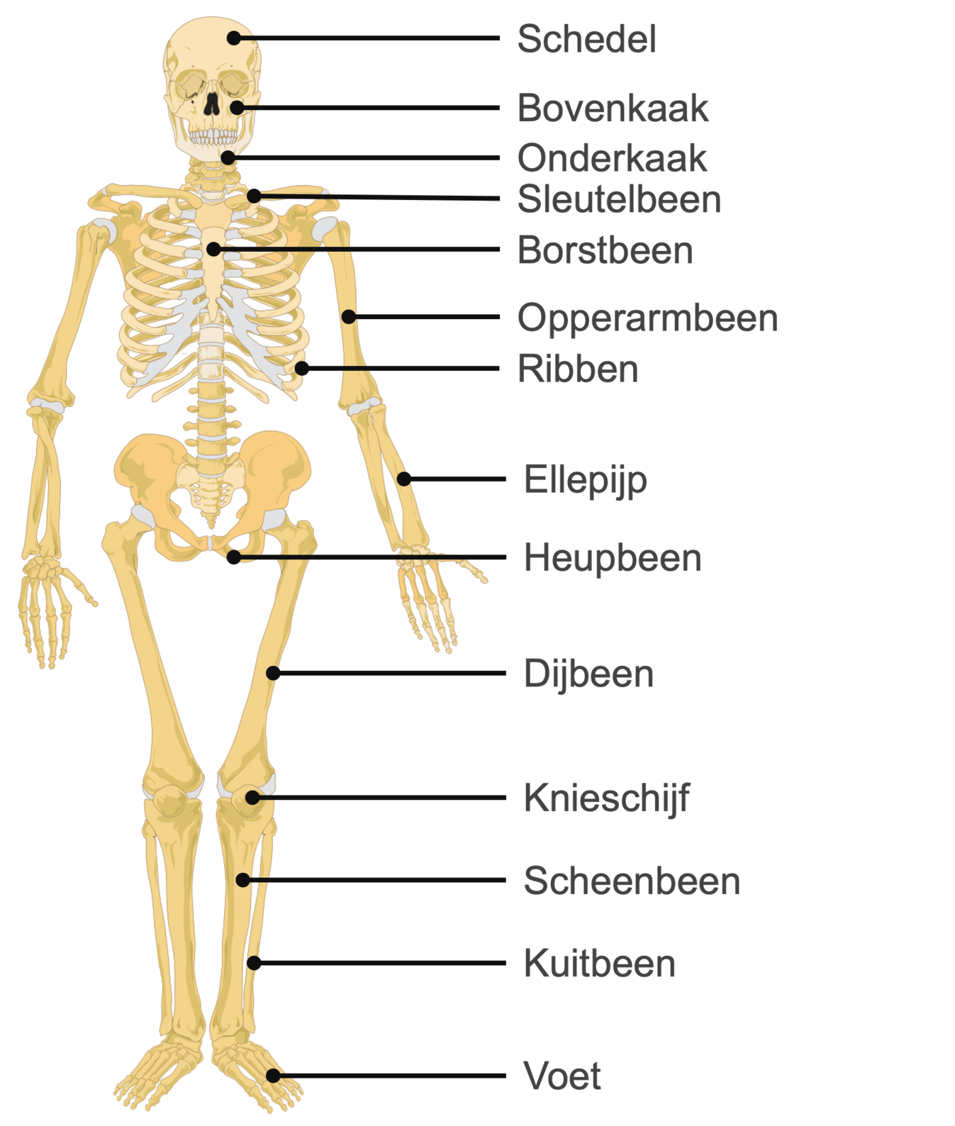 Botten | Biologie | Uitleg & Video's - Botten In Het Menselijk Lichaam