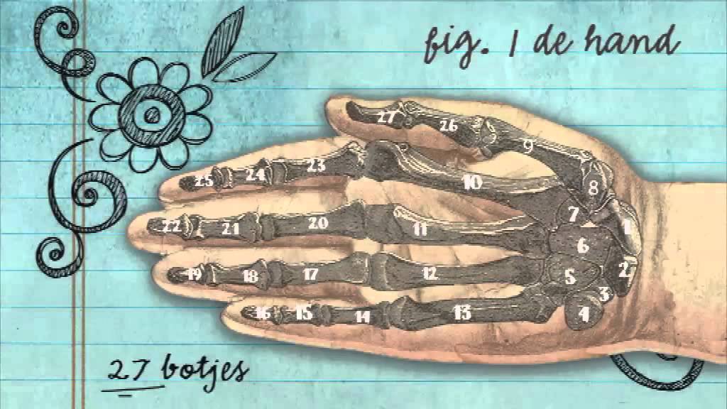 Hoeveel Botten Heeft Een Hand