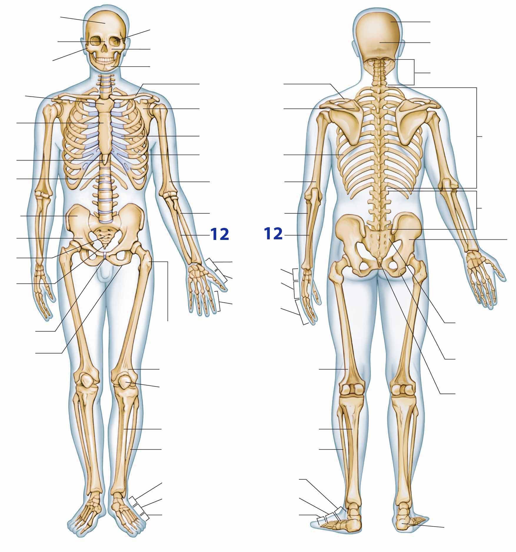 botten skelet oefenen | Anatomie en fysiologie, Skelet, Menselijk lichaam - Alle Botten In Je Lichaam