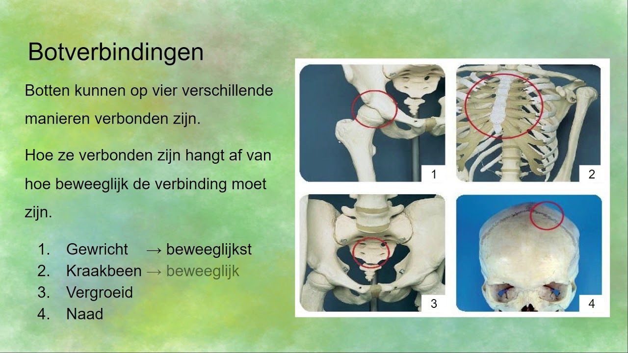 Botverbindingen - gewrichten, kraakbeen, vergroeien, naadverbinding - Aan Welke Wervels Zitten De Ribben Vast