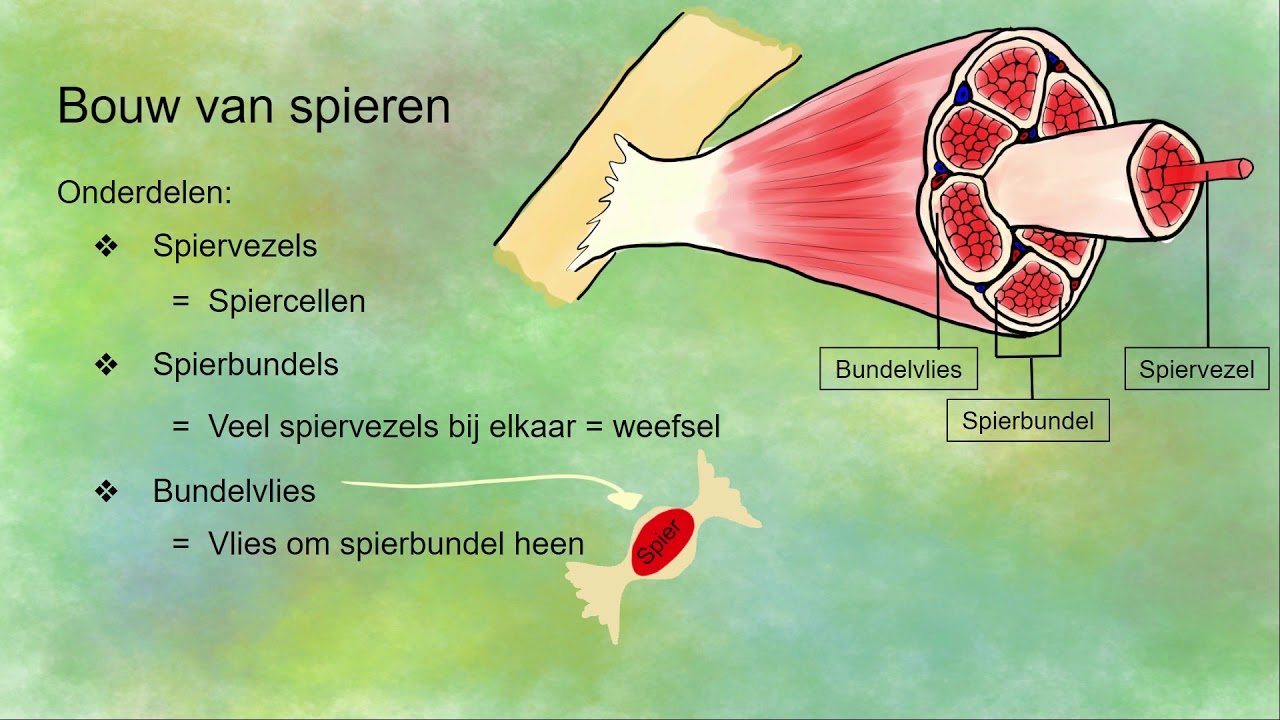Bouw en werking van spieren - YouTube - Laat De Spier De Maximale Lengte Bereiken