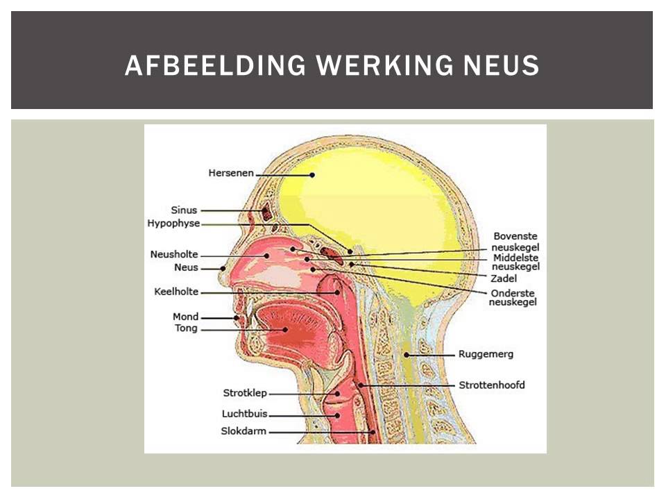 Bouw van de Neus - YouTube - Voor Wat Hoort Wat Latijn