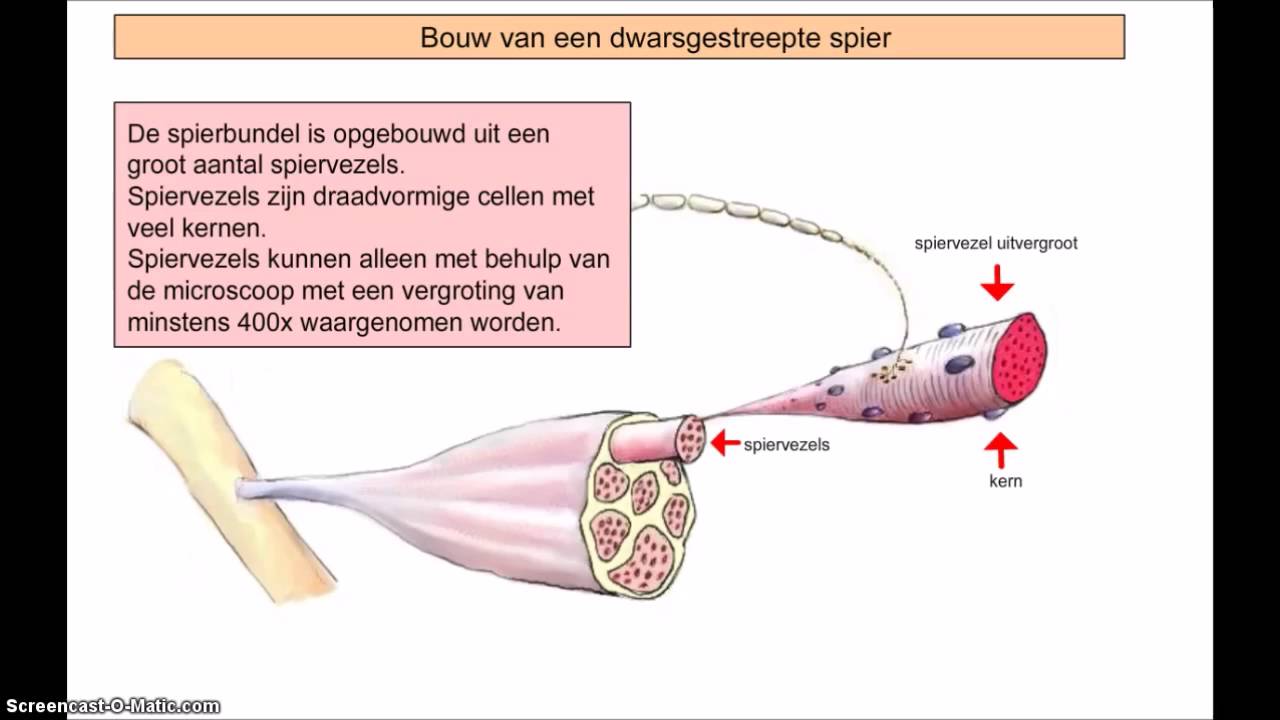 bouw van een dwarsgestreepte spier - YouTube - Laat De Spier De Maximale Lengte Bereiken