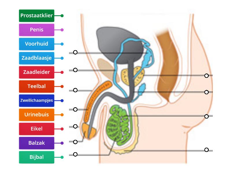 Bouw van het mannelijk voortplantingsstelsel - Labelled diagram - Het Voortplantingsstelsel Van Een Vrouw