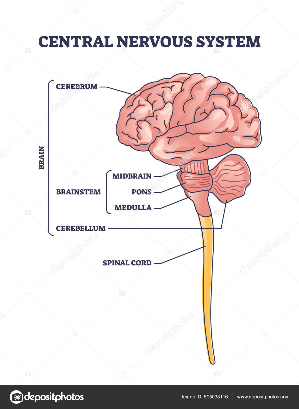 Brain Function Part Brain Cerebrum Cerebellum Spinal Cord Brainstem - Waaruit Bestaat Het Centraal Zenuwstelsel
