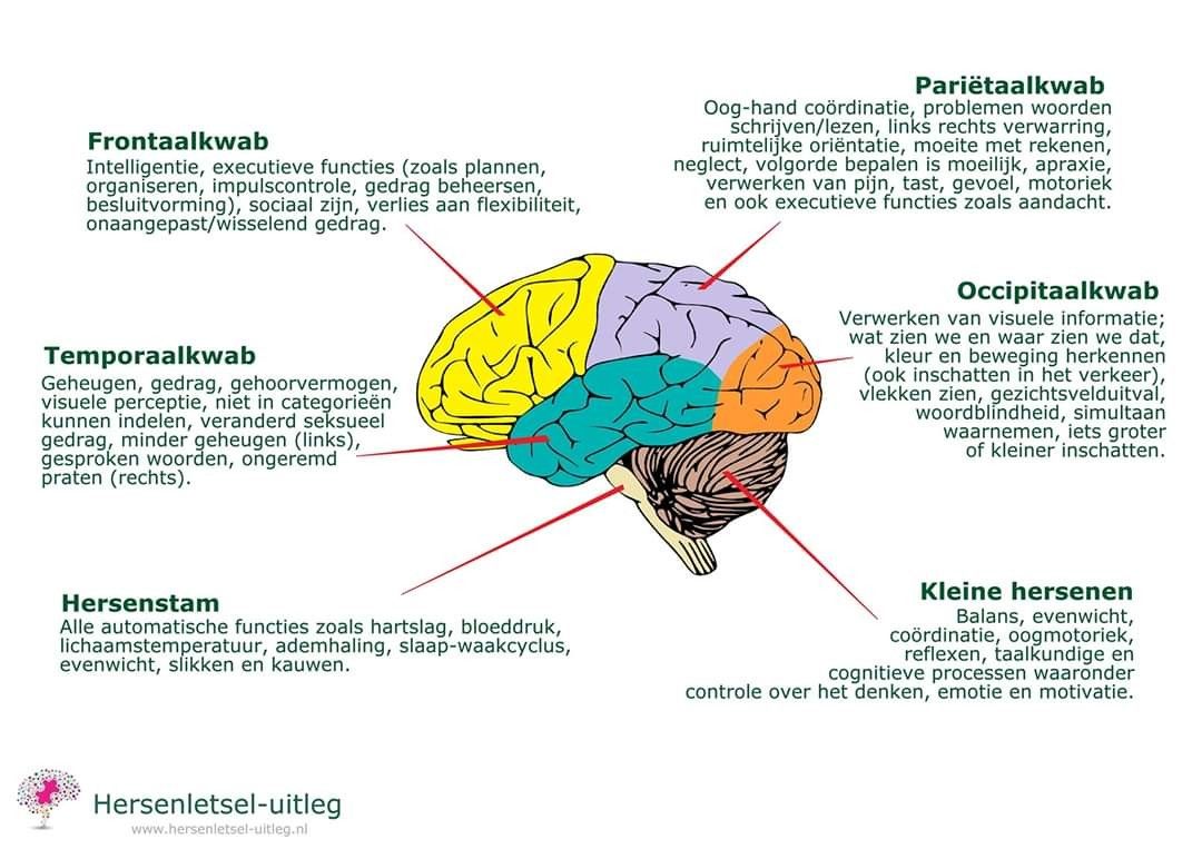 Brain, Ms, Google Search, Logo, Quick, Anatomy, The Brain, Logos - Wat Is Erger Herseninfarct Links Of Rechts