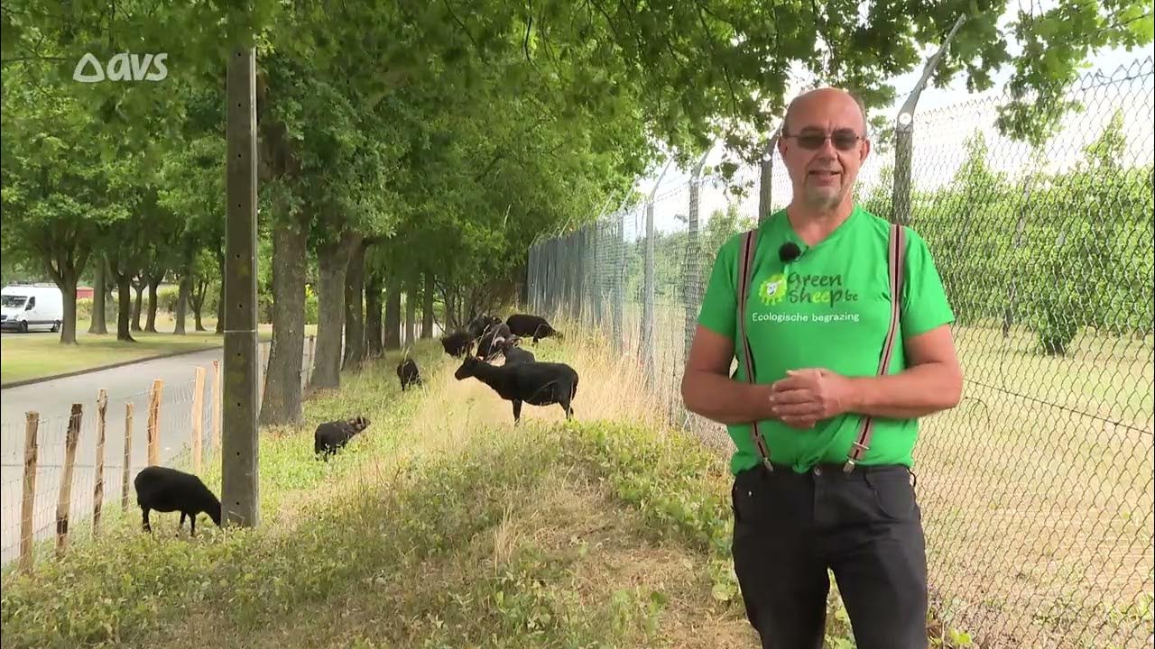 Brakel zet schapen in tegen Japanse duizendknoop - YouTube - Verschil Duizendknoop En Japanse Duizendknoop