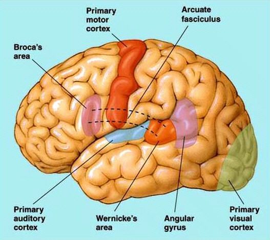 Broca's and Wernicke's areas | Судьба, Слова, Тексты - Gebied Van Broca En Wernicke