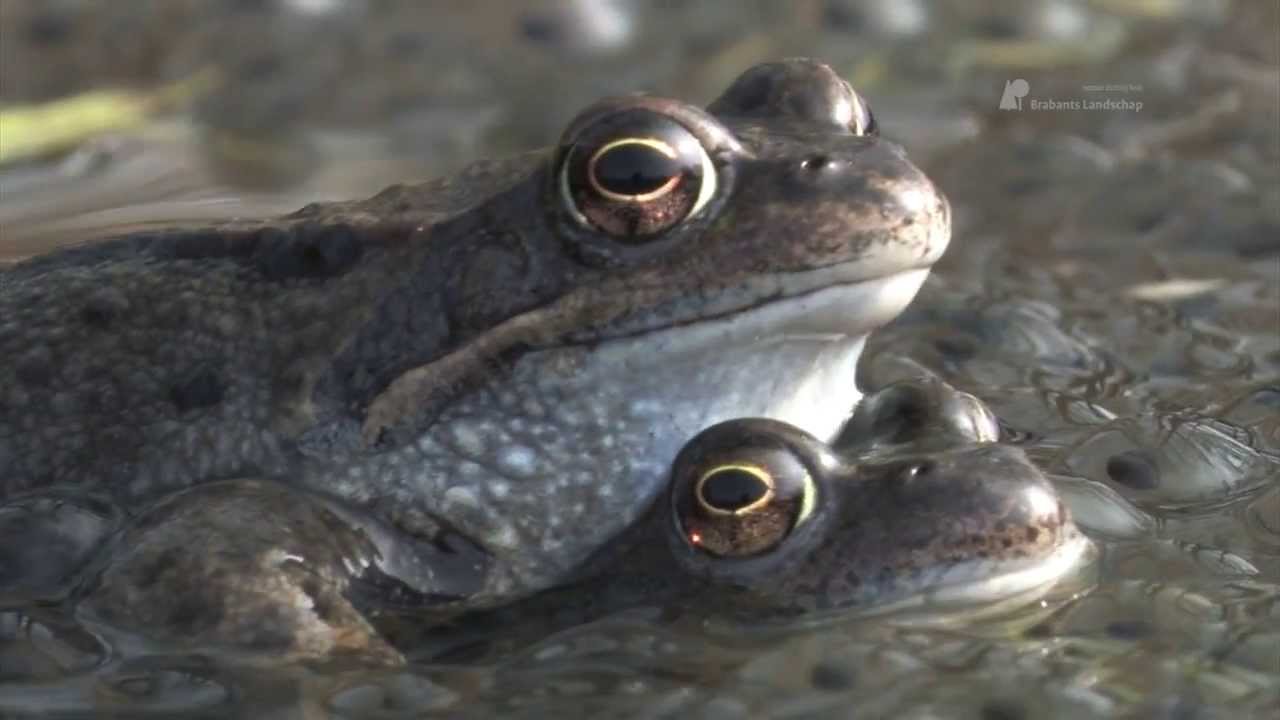 Bruine kikkers - YouTube - Hoe Lang Kan Een Kikker Onder Water Blijven