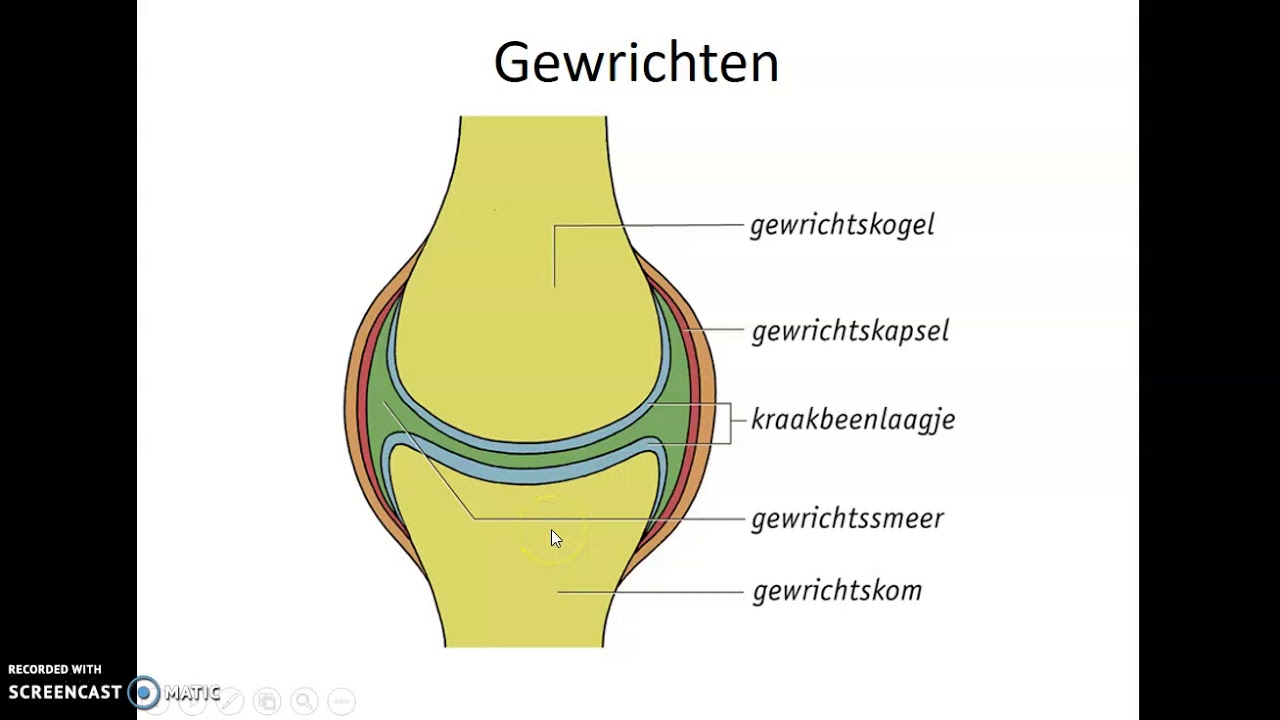 Bs 3 beenverbindingen b/k - YouTube - Hoe Heten De Beenverbindingen In Je Hand
