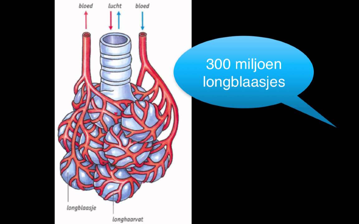 Bs 5: Longblaasjes - YouTube - Hoeveel Longblaasjes Heeft Een Mens