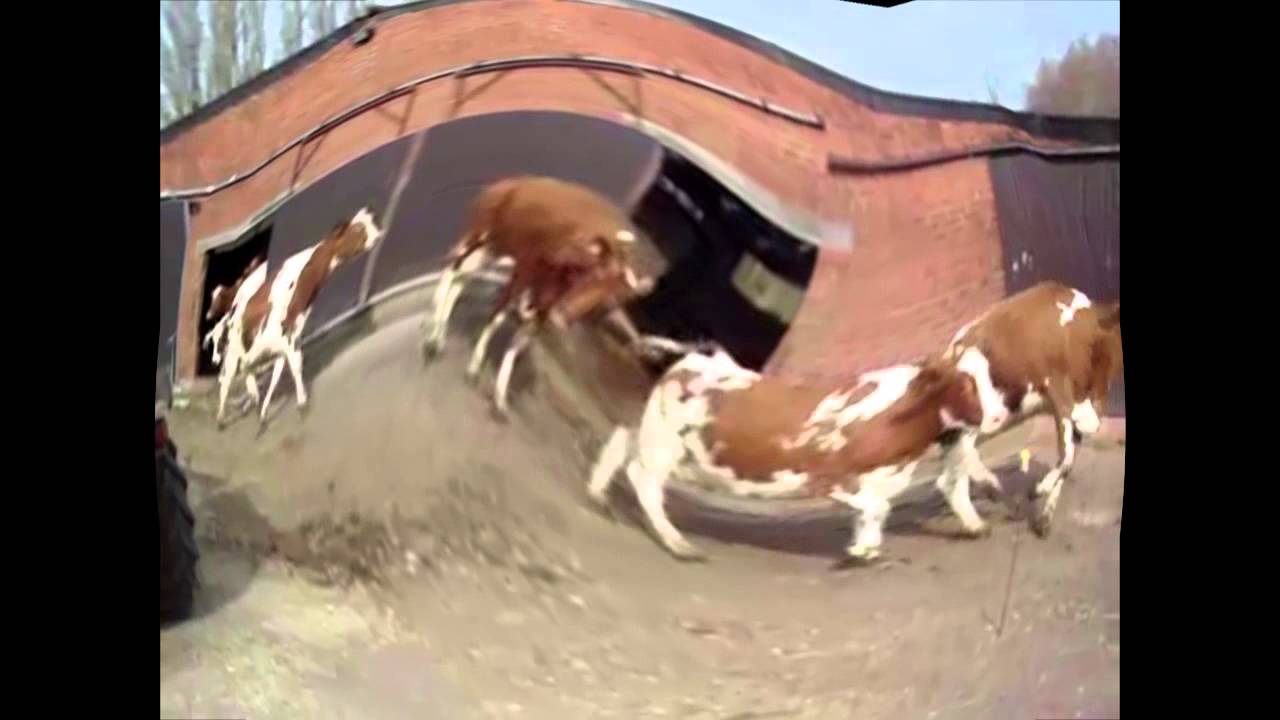 bse - gekke koeien - YouTube - Gekke Koeienziekte Bij Mensen Symptomen