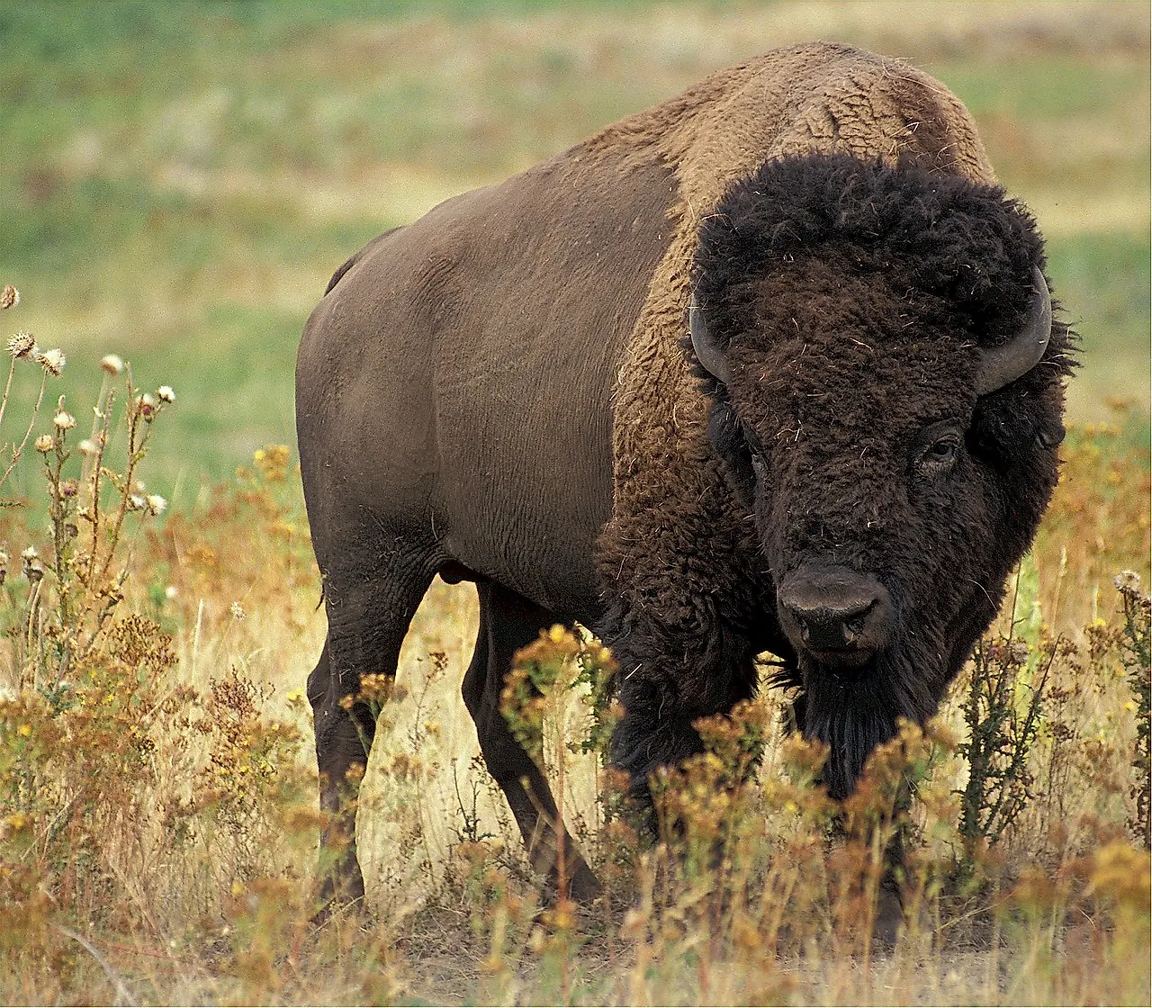 Buffalo Facts: Animals of North America - WorldAtlas - Hoe Heet Een Noord Amerikaanse Buffel