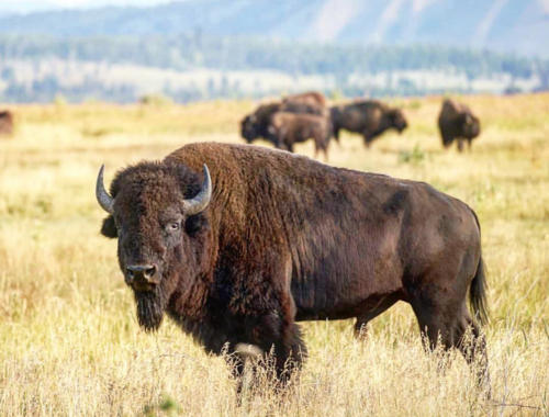 Buffalo Bill Silence Of The Lambs