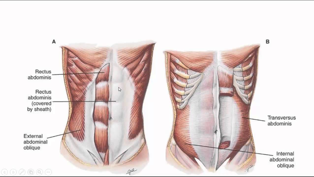 Wat Zijn Abdomen In De Buik