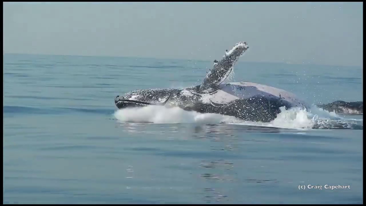 Hoe Lang Kan Een Walvis Onder Water Blijven