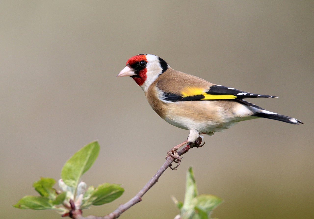 Bunte Vögel in Deutschland - Vogel Met Rode Buik En Zwarte Kop