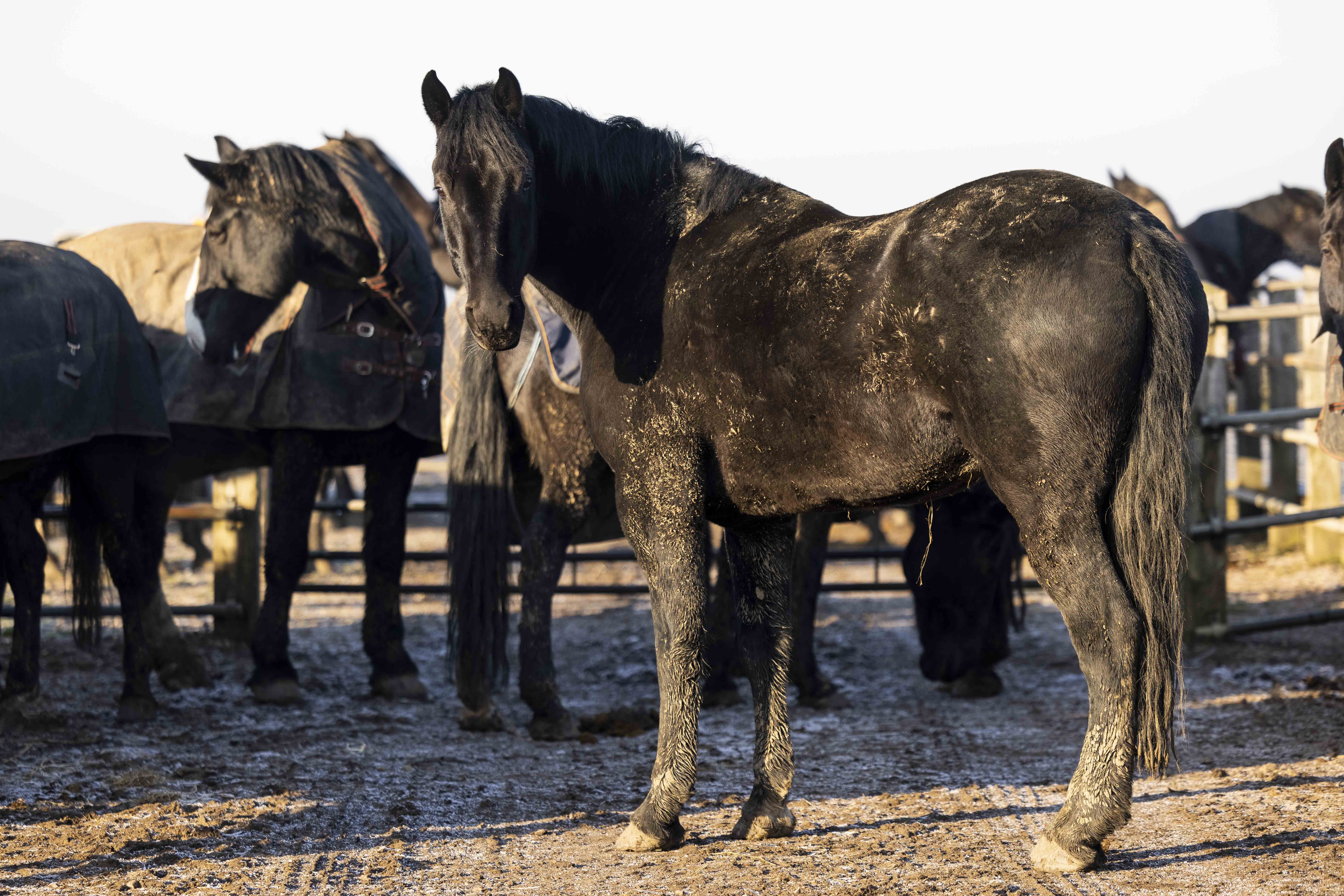 Can Thrush Cause Systemic Health Issues in Horses? Exploring - Steeds Meer Last Van Alcohol