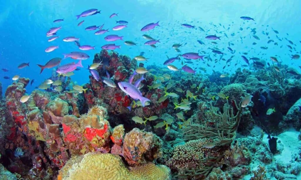 Welke Taal Spreken Ze In Curacao