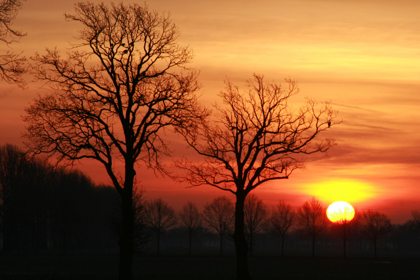 Morgenrood Water In De Sloot